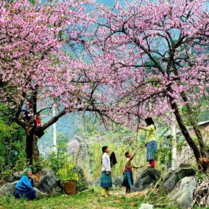 Tour Sapa